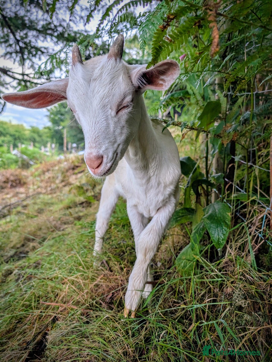 Goats livestock for sale: Twin dairy goats - Image 3