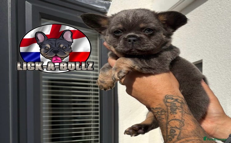 French Bulldog dogs - Advert 5