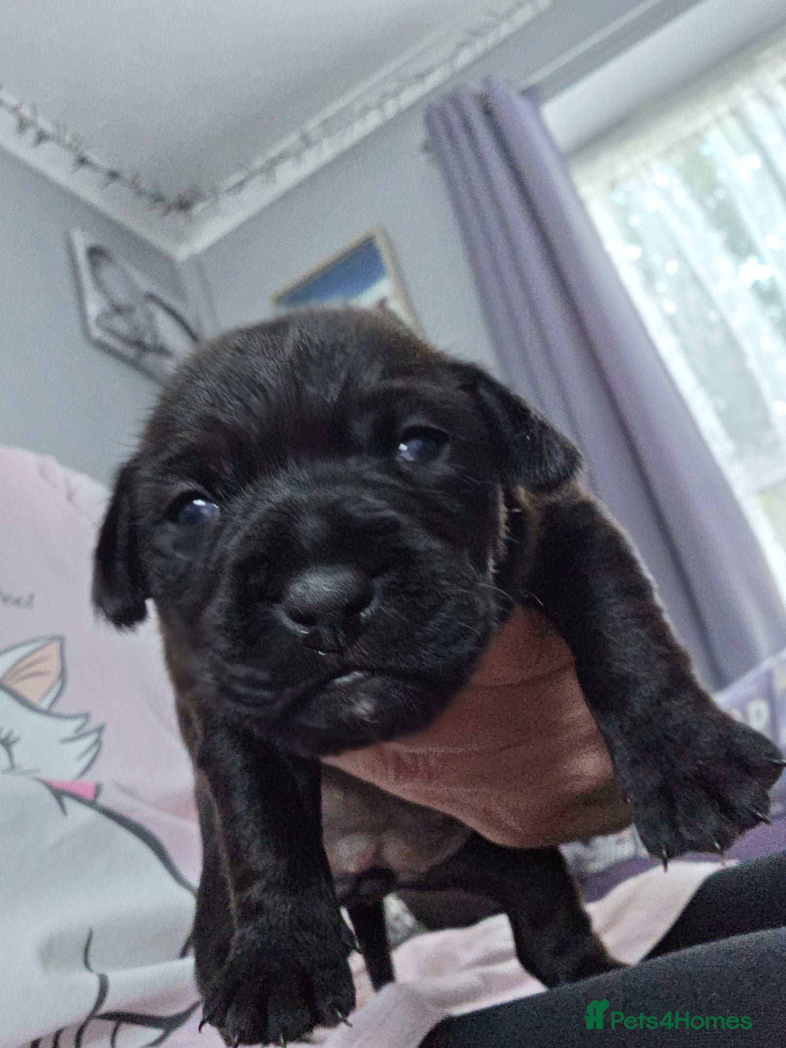 Patterdale Terrier dogs Lovely black patterdale bitch - Advert 1