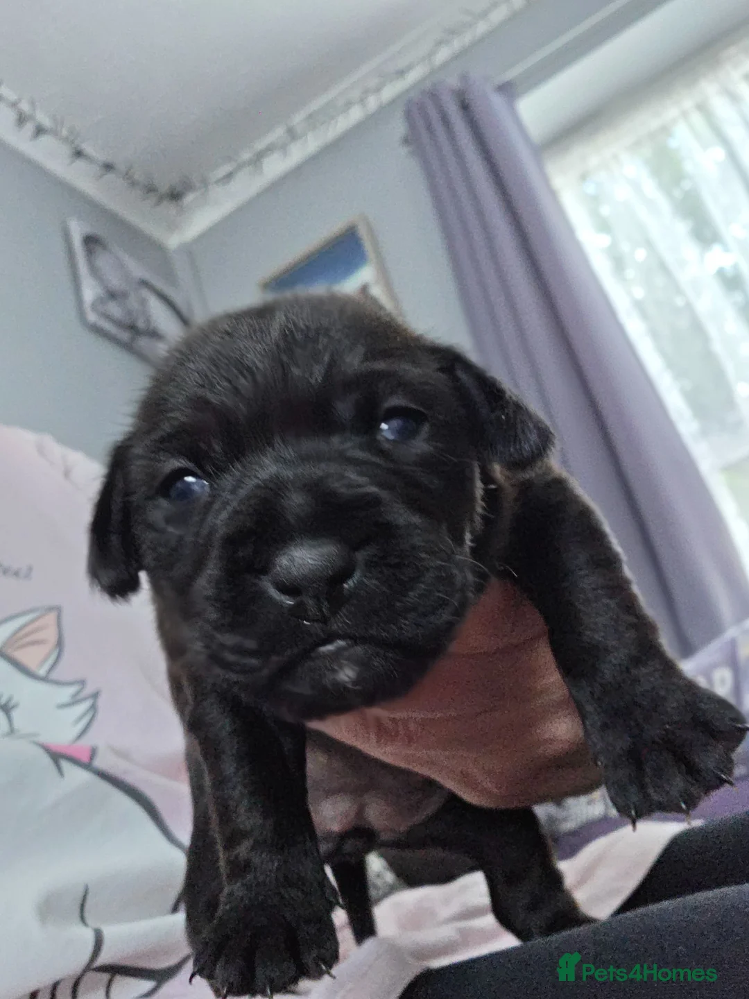 Patterdale Terrier dogs for sale: Lovely black patterdale bitch in Worcester - Advert 1