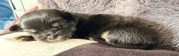 Mixed Breed dogs for sale: Malchi puppies - Advert 18