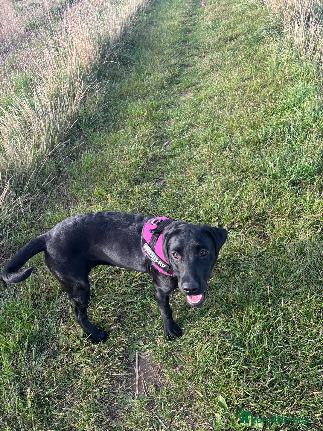 Labrador Retriever dogs for sale: labrador retriever - Advert 16