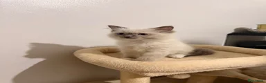 Ragdoll 1