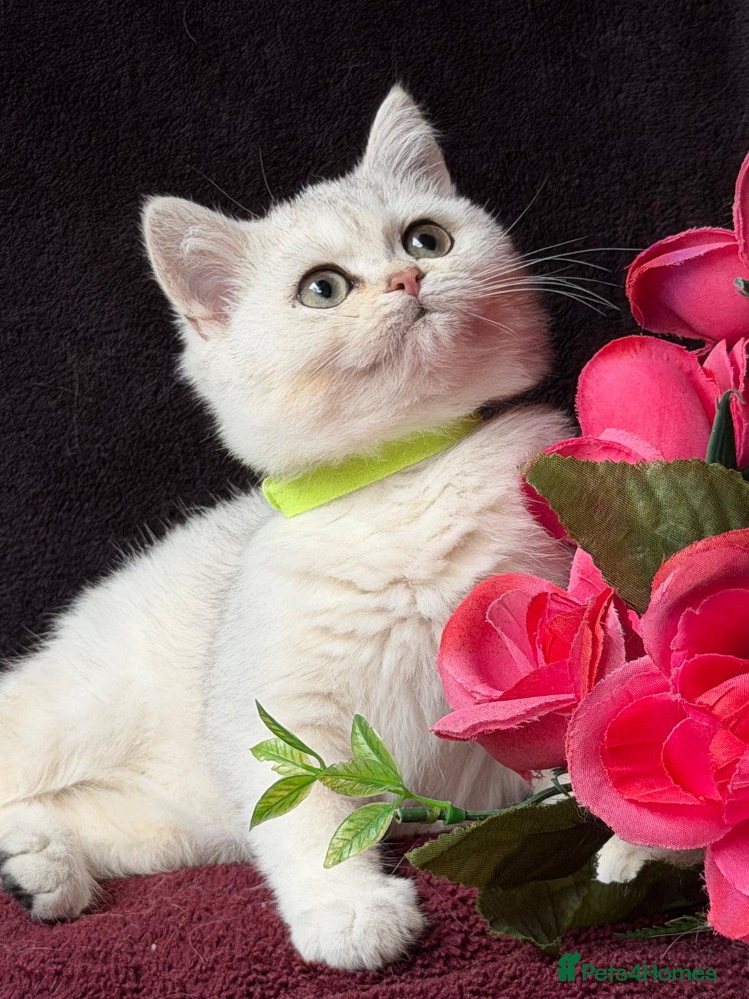 British Shorthair cats for sale: British shorthair kittens golden silver TICA - Image 10