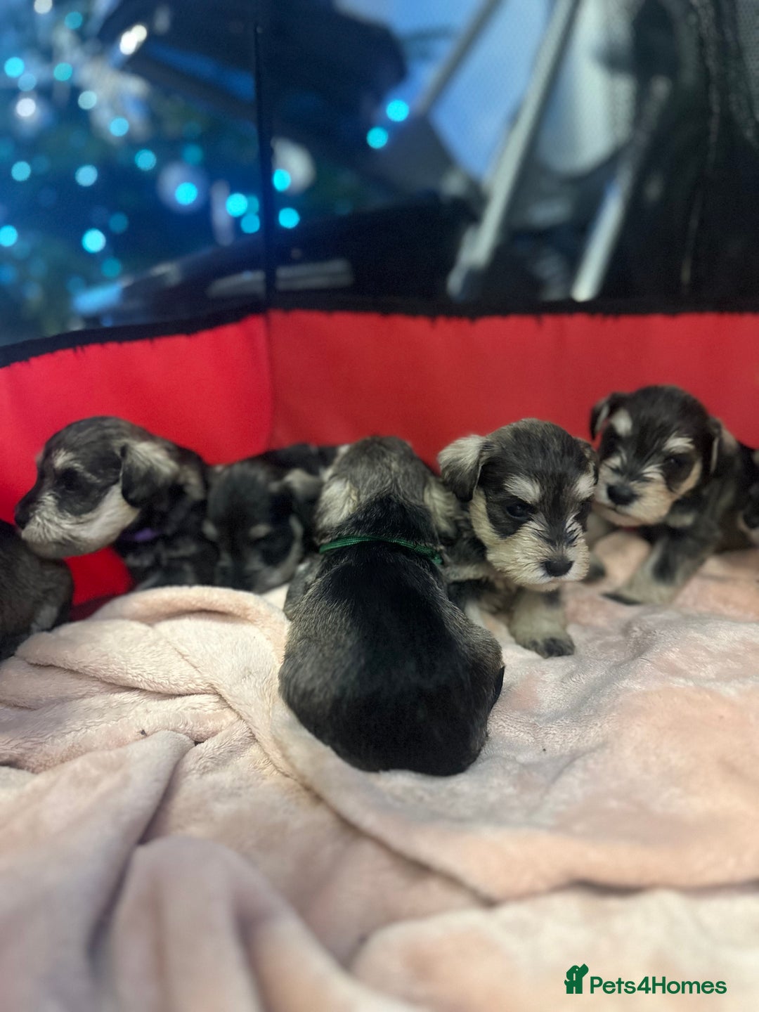 Miniature Schnauzer dogs for sale: OUTSTANDING CHAMPION LINES PUPPIES  - Advert 24