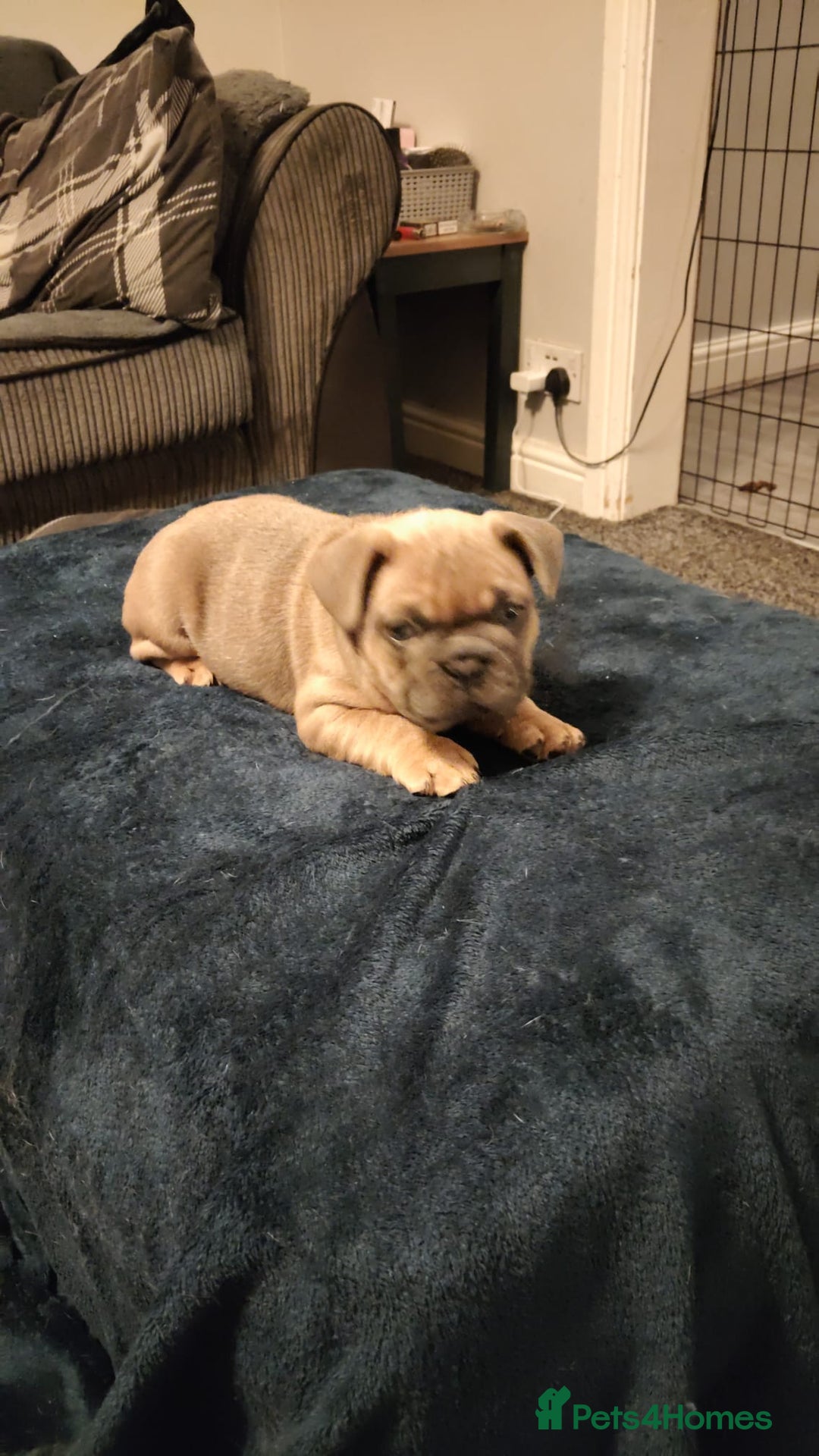 French Bulldog dogs for sale: French bulldogs - Advert 4