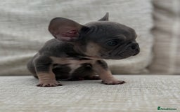 French Bulldog dogs for sale: Lilac & Tan Velvet Girl  - Image 1