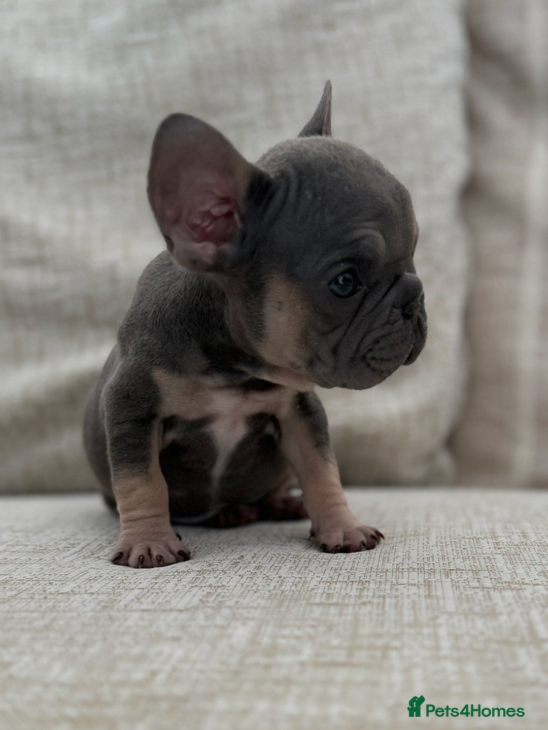 French Bulldog dogs for sale: Lilac & Tan Velvet Girl  - Image 1
