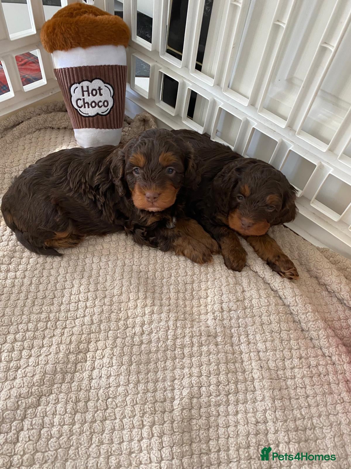 Cavapoo dogs Chocolate Phantom Cavapoo puppies  - Advert 6