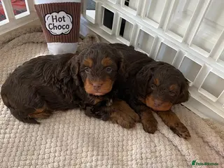 Cavapoo dogs Chocolate Phantom Cavapoo puppies - Advert 6