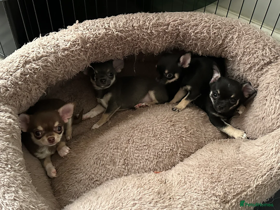Chihuahua dogs for sale: 4 Chihuahua puppies for sale  - Advert 8