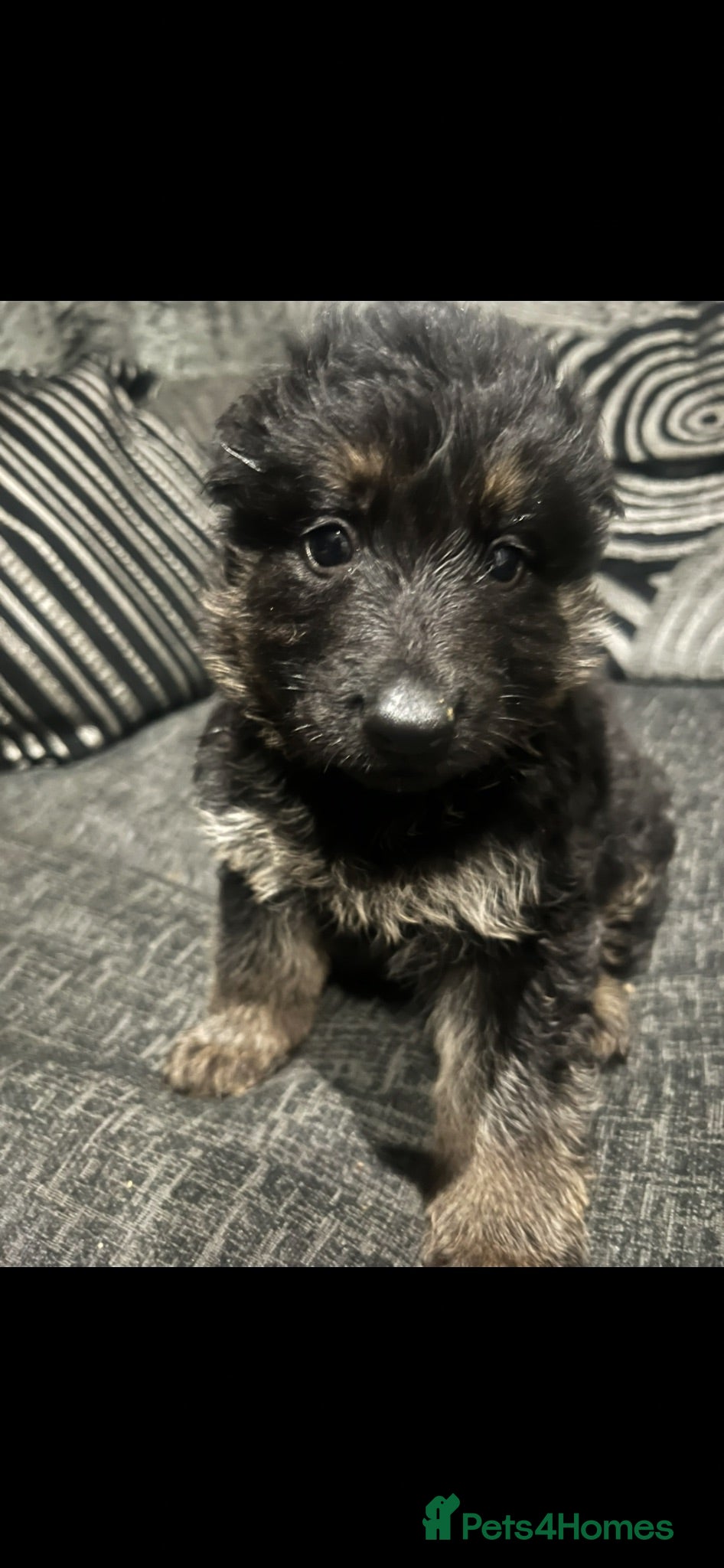 German Shepherd dogs OUTSTANDING LONG HAIRED GERMAN SHEPHERD  PUPPIES - Advert 5