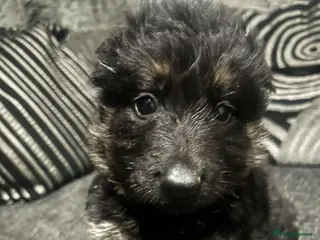 German Shepherd dogs OUTSTANDING LONG HAIRED GERMAN SHEPHERD PUPPIES - Advert 5