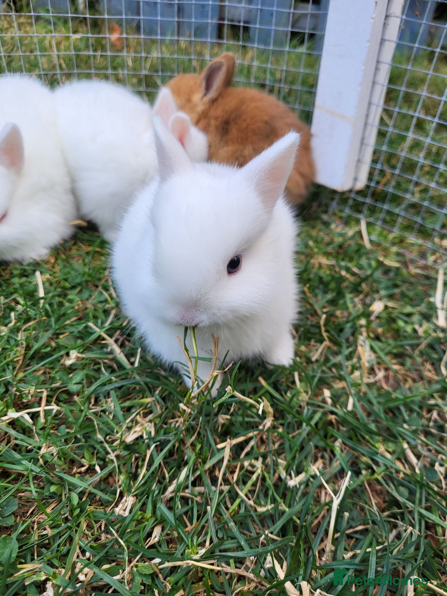 Netherland Dwarf rabbits 3 little  purebread snowflakes ready for reserve  - Advert 1
