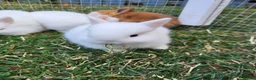Netherland Dwarf rabbits for sale: 3 little  purebread snowflakes ready for reserve  - Advert 2