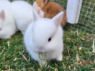 Netherland Dwarf rabbits 3 little purebread snowflakes ready for reserve - Advert 1