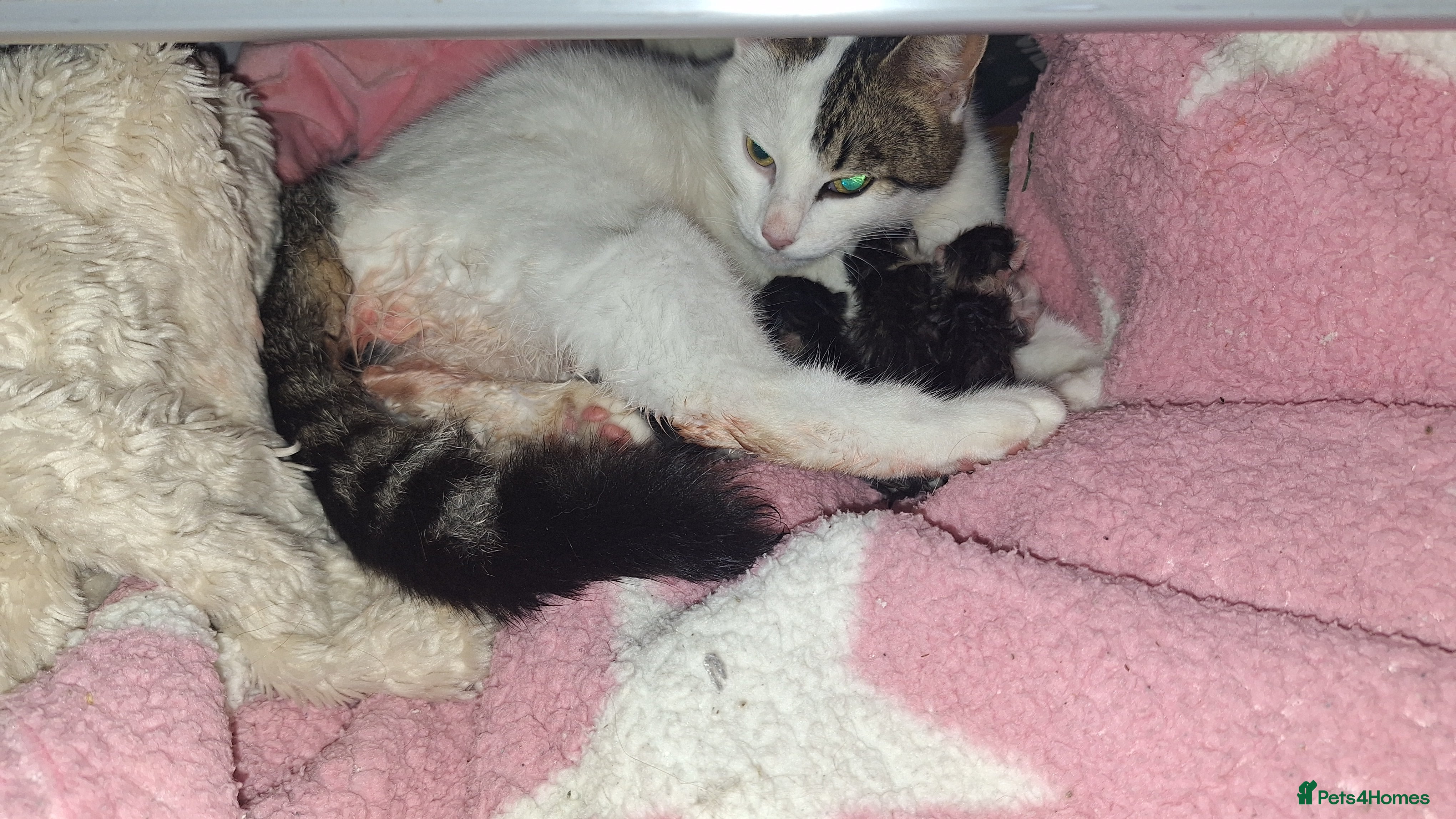 Mixed Breed cats Kittens  - Advert 7