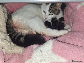 Mixed Breed cats Kittens - Advert 1