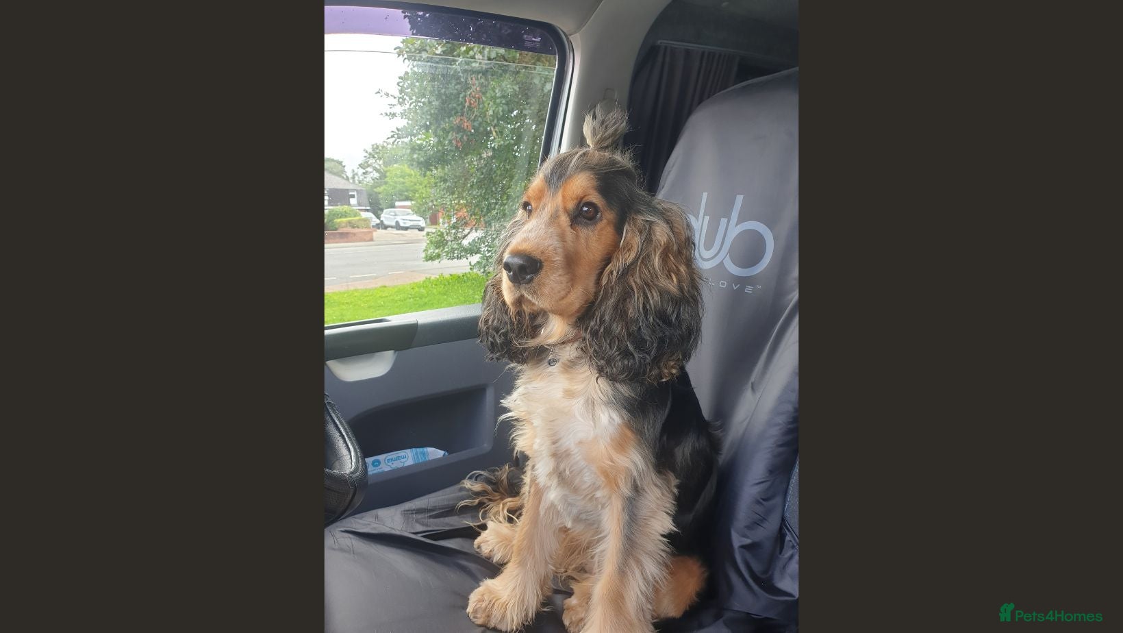 Cocker Spaniel dogs KC Sable Show Cocker STUD champ lines in Sandbach - Advert 4