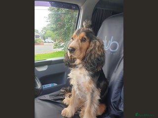 Cocker Spaniel dogs in Sandbach - Advert 2