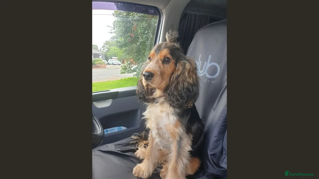 Cocker Spaniel dogs for stud: KC Sable Show Cocker STUD champ lines in Sandbach - Advert 1