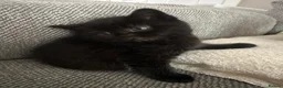 Mixed Breed cats for sale: Persian Cross Female kitten-Ready Now  - Advert 6