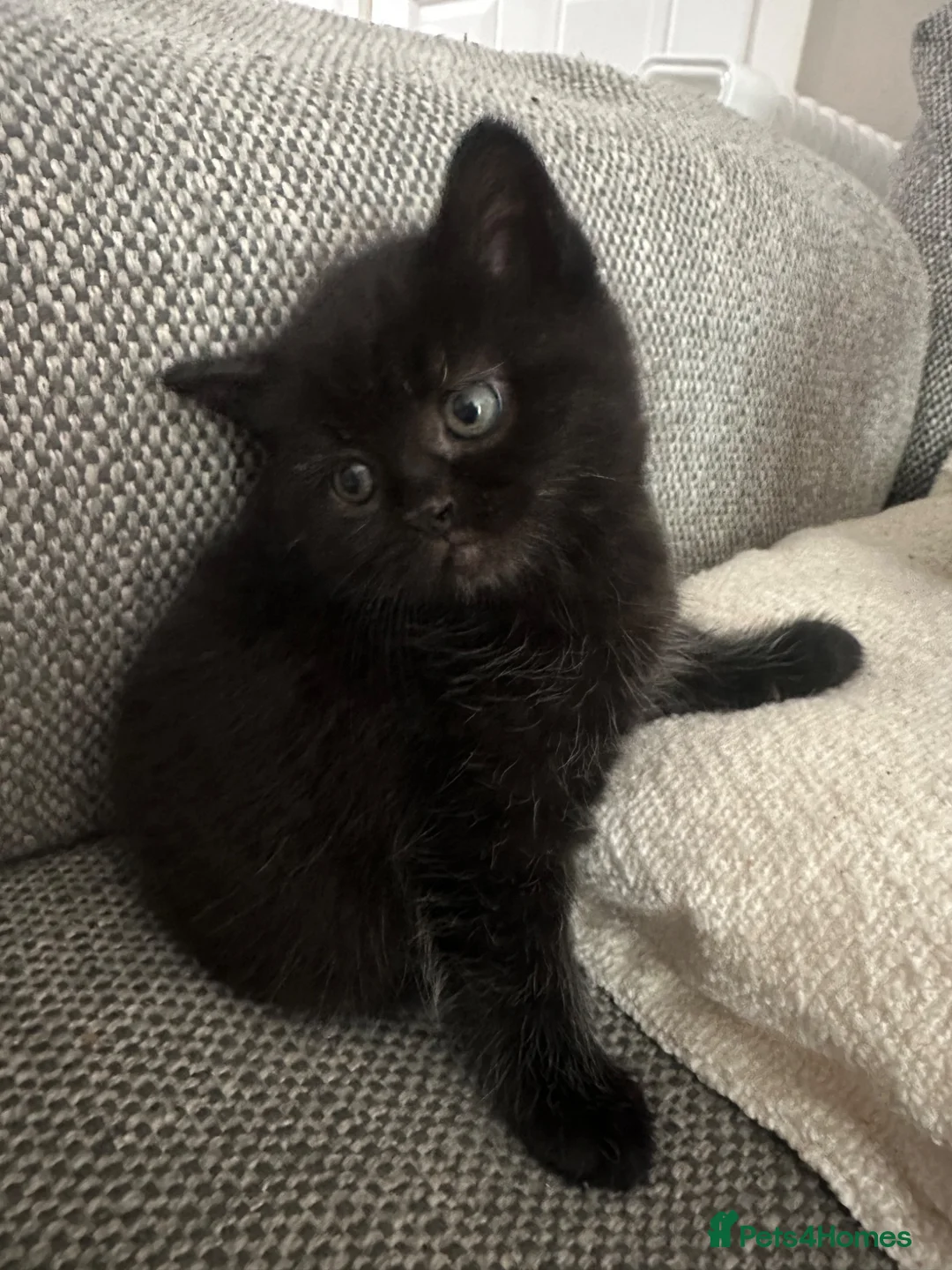 Mixed Breed cats for sale: Persian Cross Female kitten-Ready Now  - Advert 6