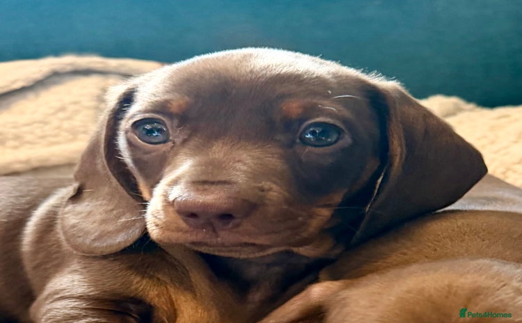 Miniature Dachshund dogs **REDUCED**PRA Clear, KC Reg Miniature Dachshund  - Advert 11