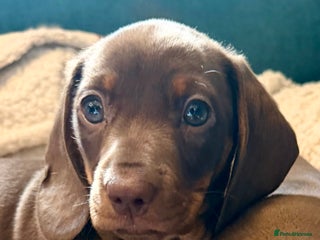 Miniature Dachshund dogs **REDUCED**PRA Clear, KC Reg Miniature Dachshund - Advert 11