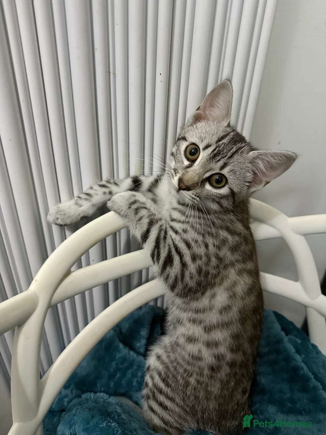 Egyptian Mau cats for sale: Stunning affectionate Egyptian Mau in Plymouth - Advert 8