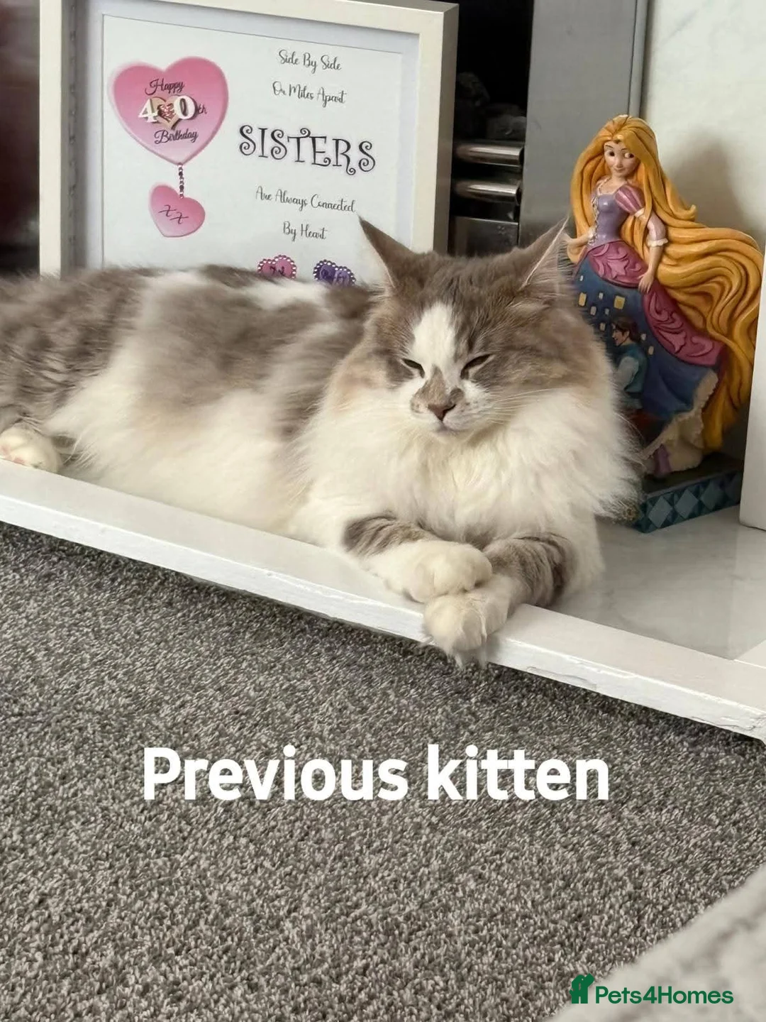 Mixed Breed cats for sale: Beautiful maine coon mix kittens available 💜 - Advert 12