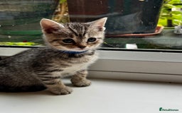 British Shorthair cats for sale: Gorgeous British Shorthair Kittens   - Image 19