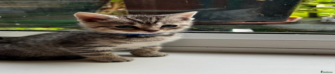 British Shorthair Kitten 2