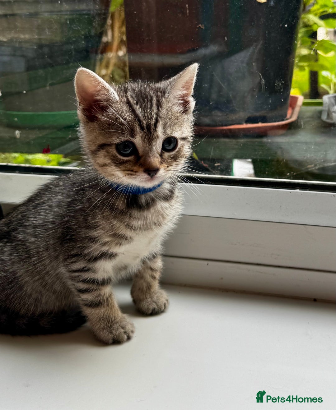 British Shorthair cats for sale: Gorgeous British Shorthair Kittens   - Image 19
