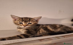 Domestic Shorthair cats for sale: ✨️ Beautiful 2 kittens 🩷🩵 Ready for homes now ✨️ - Image 14