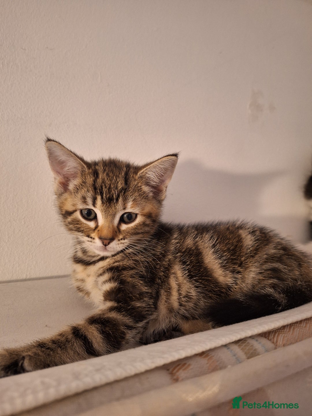 Domestic Shorthair cats for sale: ✨️ Beautiful 2 kittens 🩷🩵 Ready for homes now ✨️ - Image 14