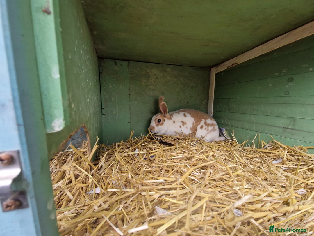 Rex rabbits for sale: Gorgeous breeding pair of mini rexes- £50 per pair - Image 9