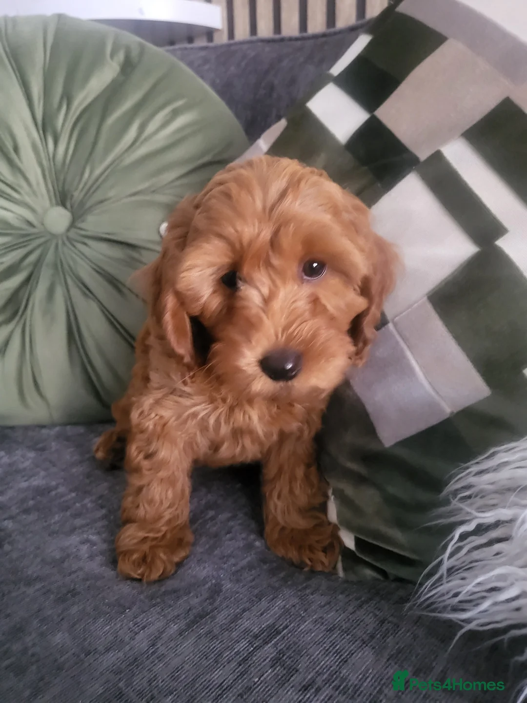 Cockapoo dogs for sale: F1b cockapoos (Ready now) - Advert 20