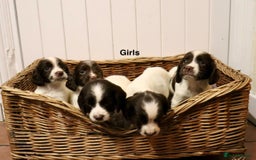 English Springer Spaniel dogs for sale: Working Bred Springer Spaniel Puppies For Sale.  - Image 1