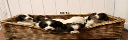 English Springer Spaniel dogs for sale: 1 BOY LEFT!! Working Bred Springer Spaniel.  - Advert 2