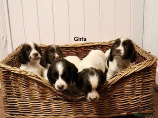 English Springer Spaniel dogs for sale - Advert 1