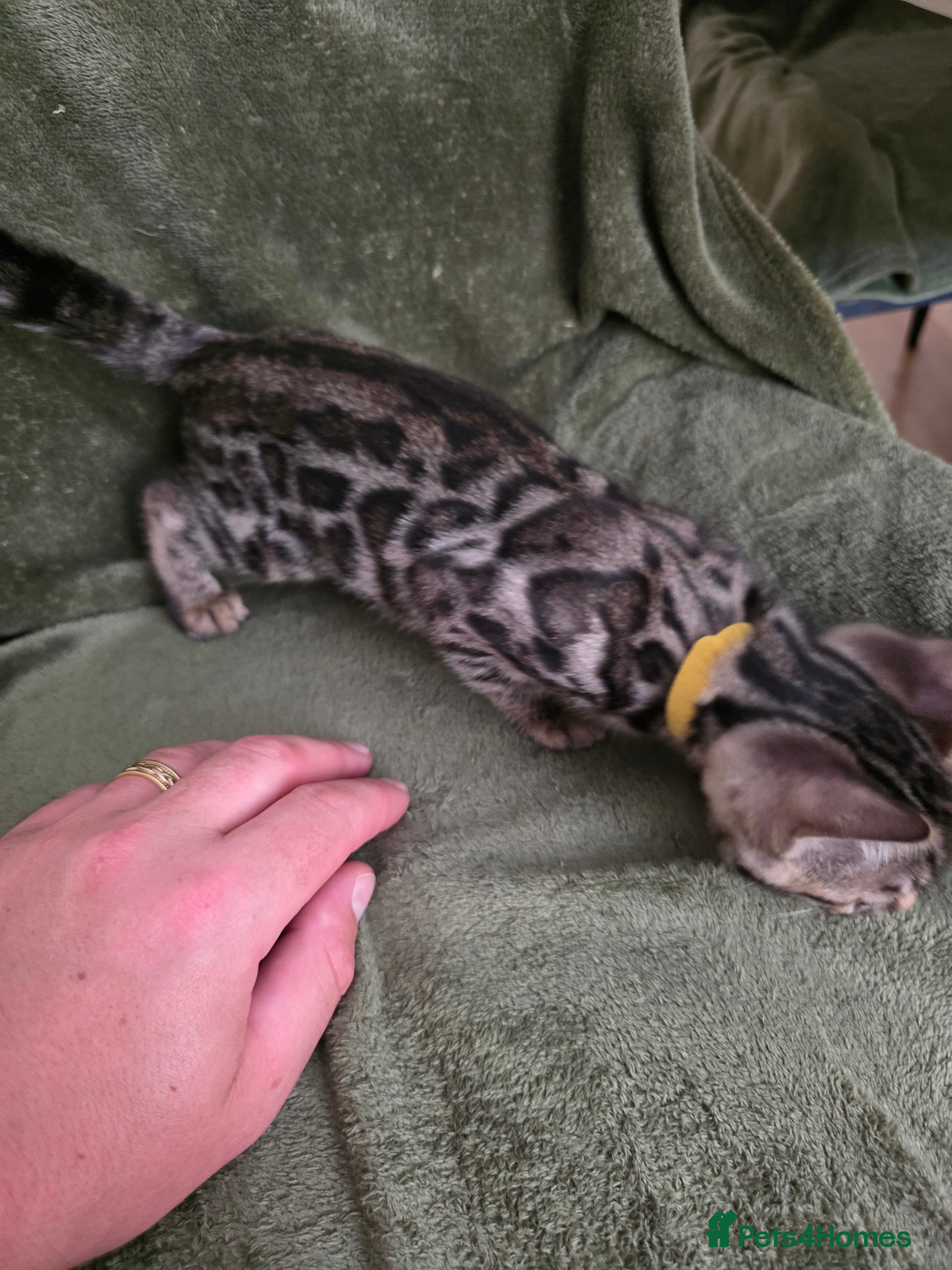 Bengal cats Stunning Purebred Bengal Kittens for sale. - Advert 2