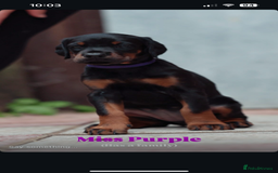 Dobermann dogs for sale: Exceptional Confident European Doberman puppies - Image 18