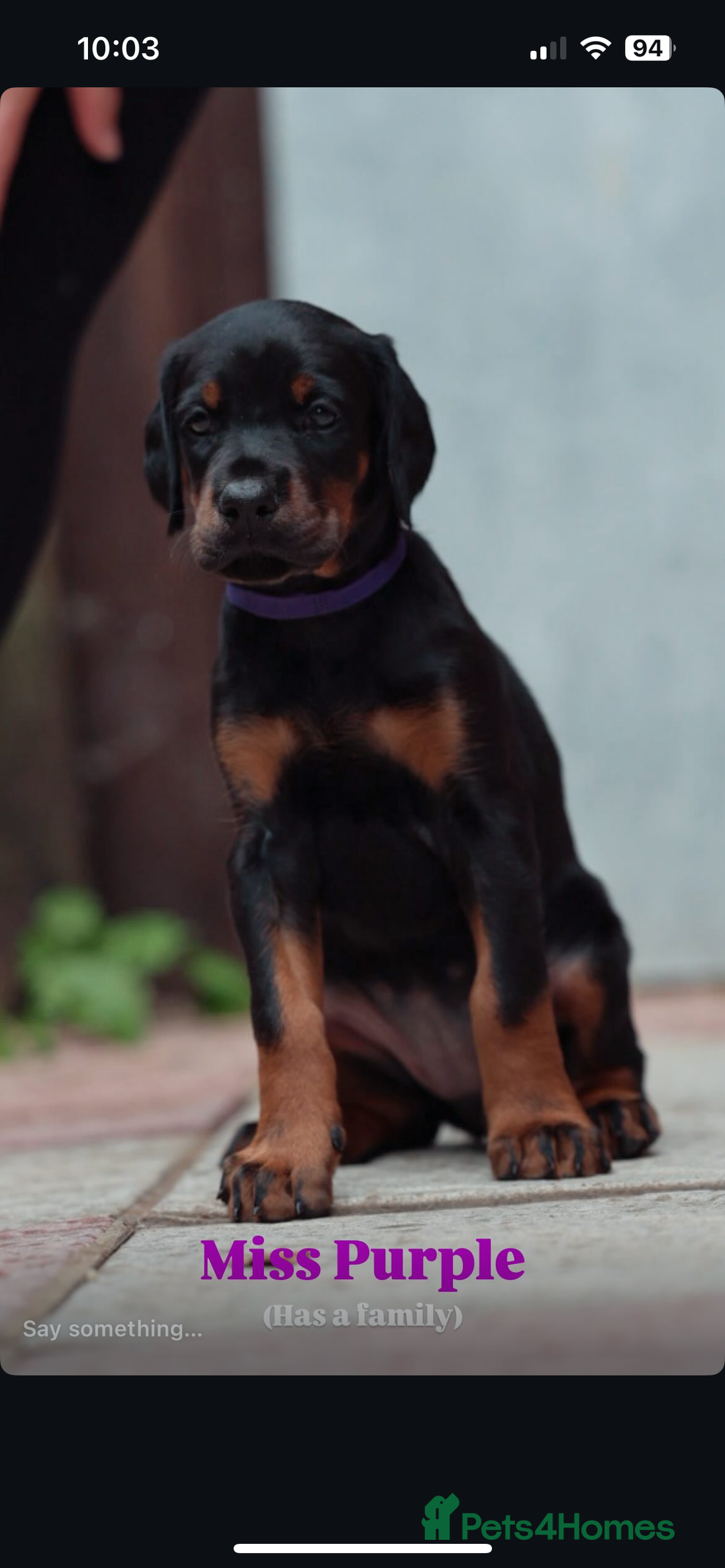 Dobermann dogs for sale: Exceptional Confident European Doberman puppies - Image 18