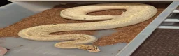 Python Snake reptiles for sale: Last few royals need moving on asap - Advert 6