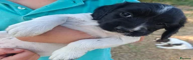 English Springer Spaniel 4