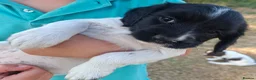 English Springer Spaniel dogs for sale: Working springer spaniel pups - Advert 21
