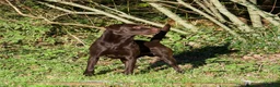 Labrador Retriever dogs for stud: Labrador stud 0/0 hips, extensively health tested - Advert 3