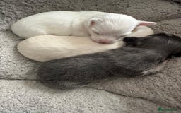 Chihuahua dogs for sale: 3 beautiful long haired Chihuahuas  - Image 2