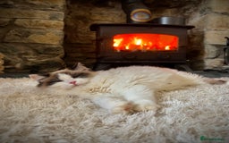Ragdoll cats for sale: Ragdoll x Kittens ( prices vary)  - Image 15